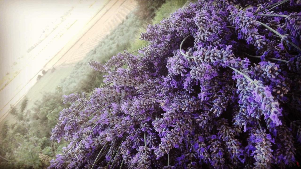 마사마리티마 Sonnellino In Maremma 빌라 외부 사진