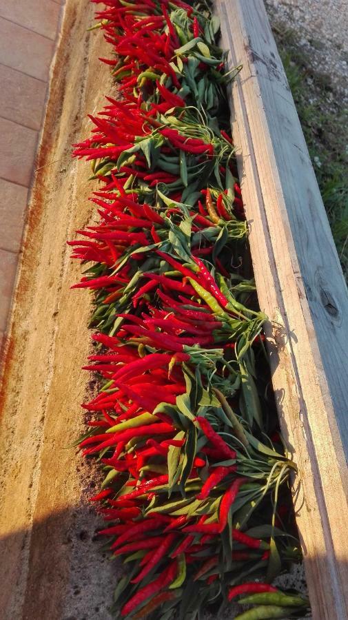 마사마리티마 Sonnellino In Maremma 빌라 외부 사진