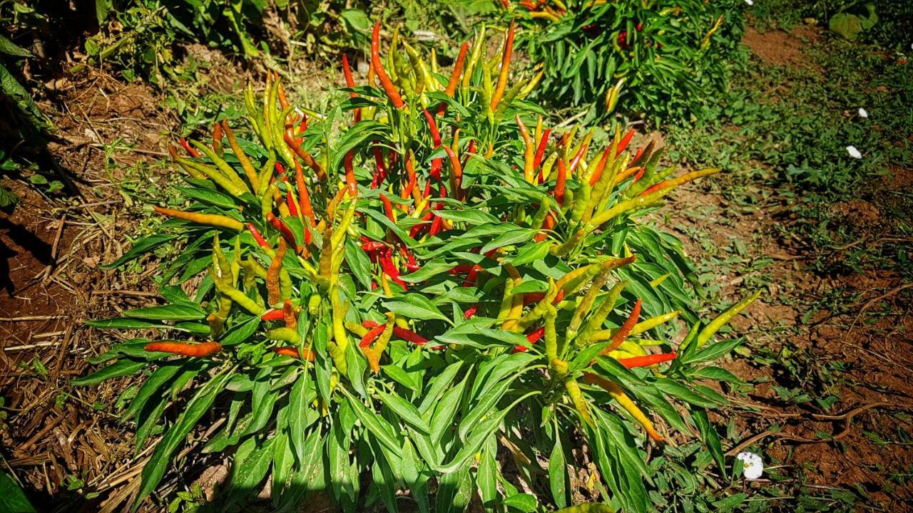 마사마리티마 Sonnellino In Maremma 빌라 외부 사진